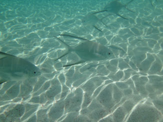 Bonaire - Wayaka beach