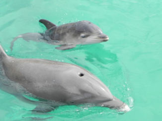 Curaçao - Dolphin Academy