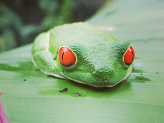 Costa Rica - Red Eyed Frog