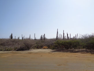 Aruba - natuur rondom california lighthouse