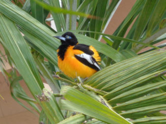 Aruba - de troepiaal