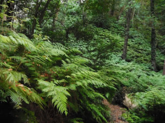 La Palma - Groot varen bos
