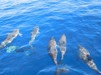 La Palma - Dolfijnen