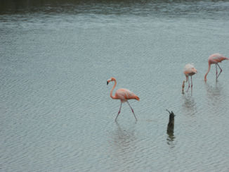 Curaçao - Flamingo's