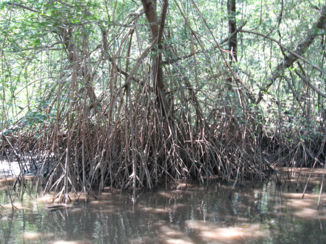 Costa Rica - Oerwoud