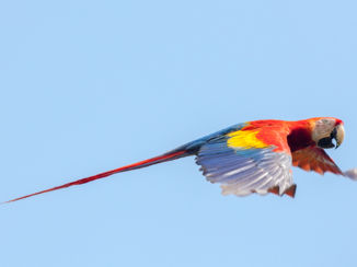 Corcovado National Park