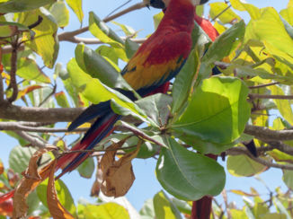 Corcovado National Park