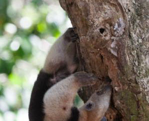 Corcovado National Park