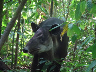 Corcovado National Park