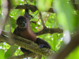 Corcovado National Park