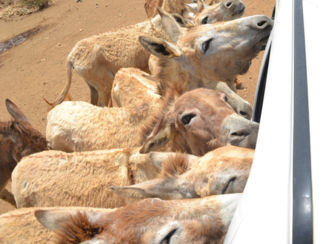 Bonaire - donkey sanctuary