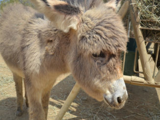 Bonaire - baby donkey