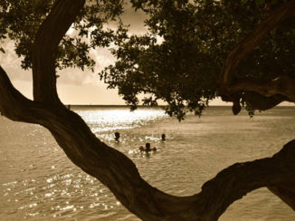 Aruba - Divi divi boom op mooie stranden