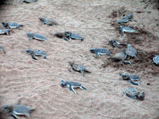 Costa Rica - Schildpadrun naar de zee