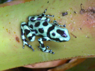 Costa Rica - Schitterende gifkikkertjes