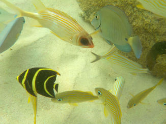 Barbados