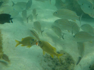 Barbados
