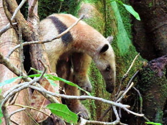 Corcovado National Park - Miereneter, Corcovado NP
