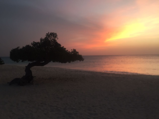 Aruba - Divi divi tree Eagle beach