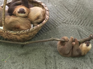 Costa Rica - Jaguar rescue center