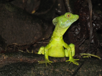 Costa Rica - OP ONTDEKKING