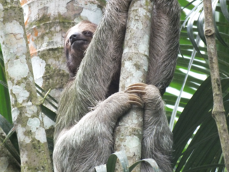 Costa Rica - LUIAARD