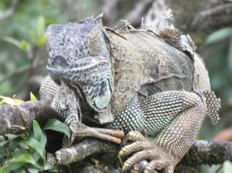 Costa Rica - LEGUAAN