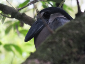 Costa Rica - OP ONTDEKKING