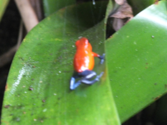 Costa Rica - KIKKERS