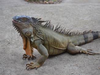 Costa Rica - Leguaan
