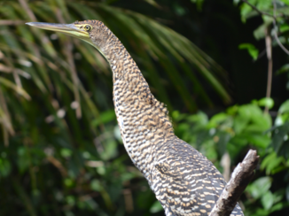 Costa Rica - Tijgerreiger