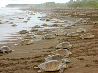 Nicaragua - Barrage schildpadden