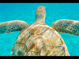 Curaçao - Schildpad