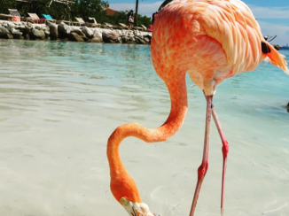 Aruba - Sandy toes en salty kisses