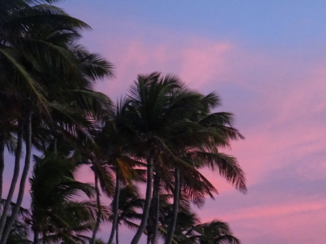 Aruba - Palmtreelove