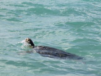Mexico - Zeeschildpad bij Sian kaan