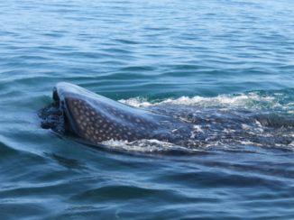 Mexico - Walvishaaien