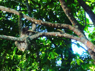 Costa Rica - Luiaard