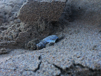 Costa Rica - Zeeschildpadje die net is uitgekomen