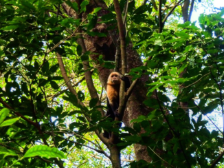 Costa Rica - Aapje