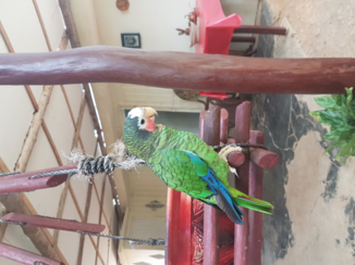 Cuba - Parrot