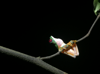 Manuel Antonio National Park
