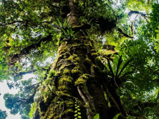 Monteverde Cloud Forest Reserve - Nature