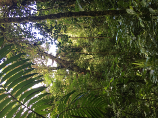 Monteverde Cloud Forest Reserve - Monteverde View
