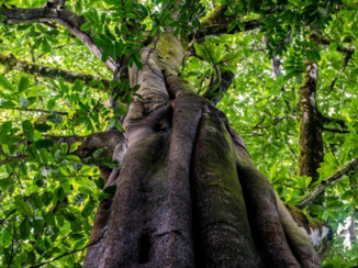 Monteverde Cloud Forest Reserve - TREELIFE