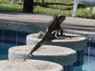 Costa Rica - Bezoeker bij het zwembad