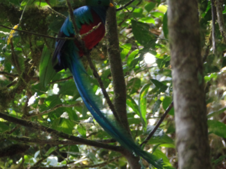Costa Rica - DE Quetzal gespot!