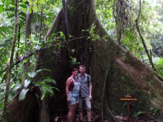 Costa Rica - Wat een fantastische bomen