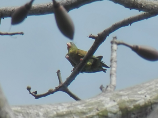 Costa Rica - Love birds making love <3