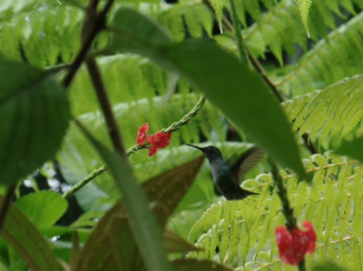 Costa Rica - the perfect shot!